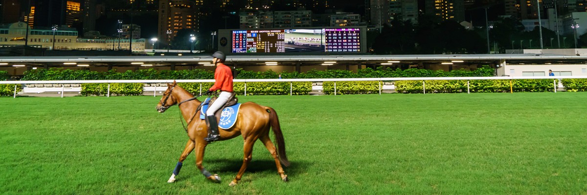 what to do in hong kong
