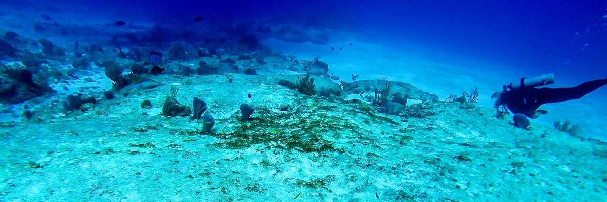 playa del carmen scuba certification