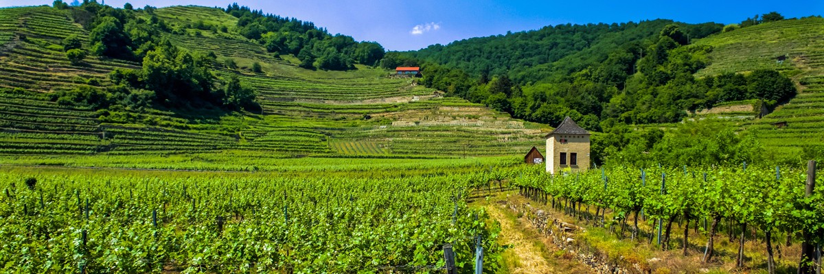 wachau valley wine tour