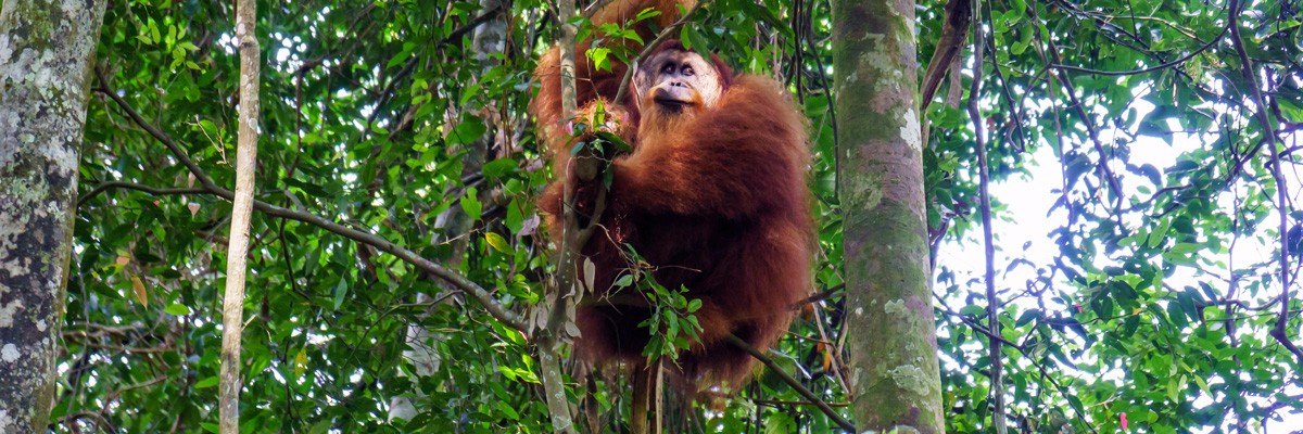 visit bukit lawang