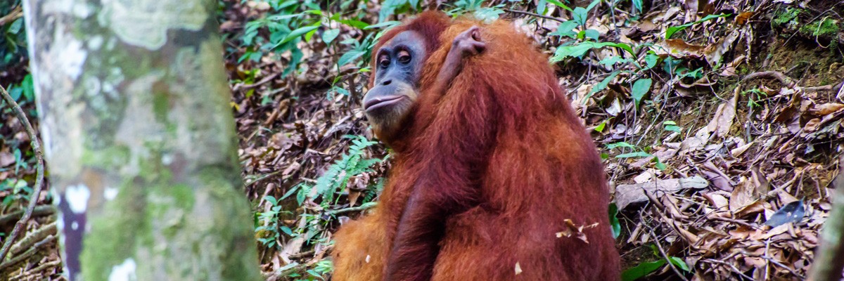 visit bukit lawang